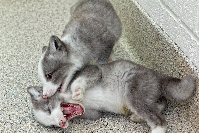 cute arctic fox baby pictures