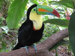 Burung Toucan