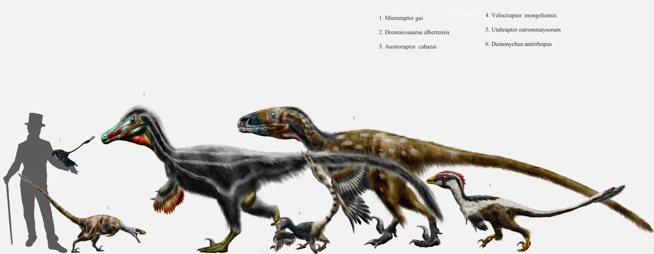 Velociraptor Size Chart