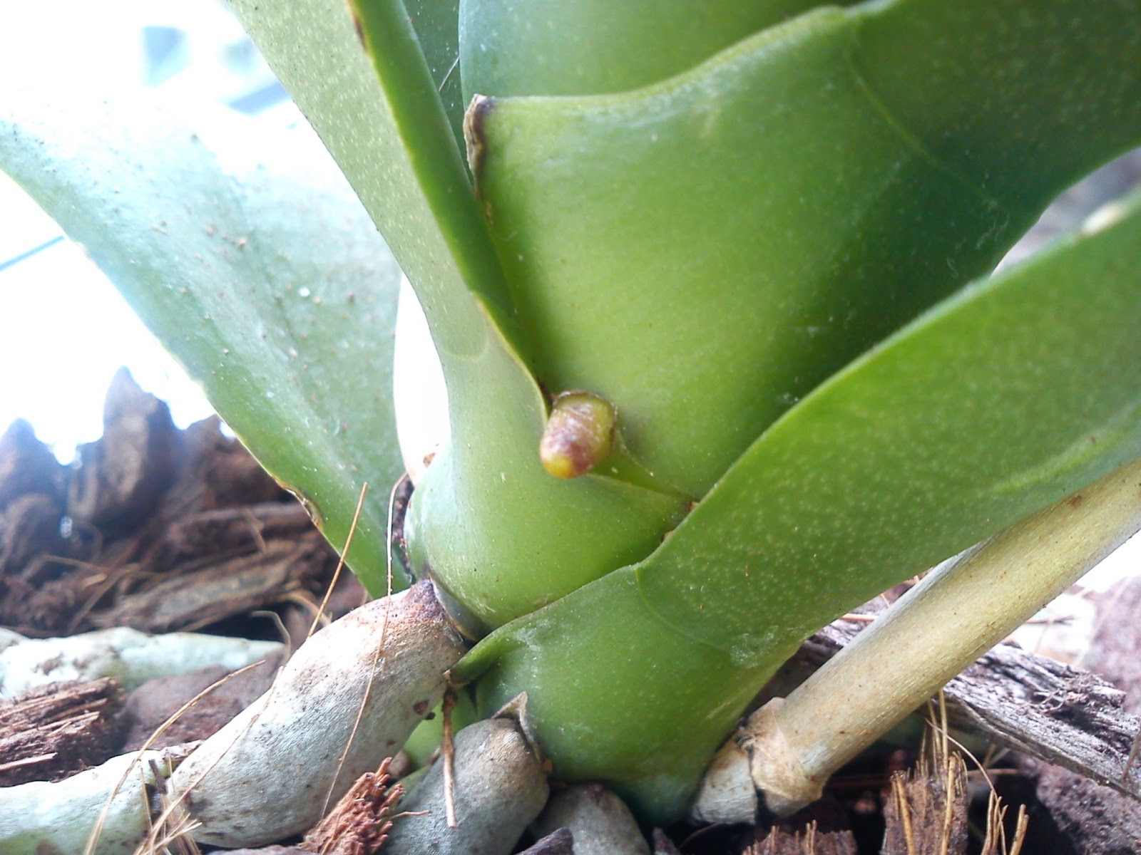 gousicteco Orchid Phalaenopsis Roots Images
