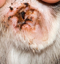 ear mite home remedy for dogs ear mites home treatment breeds picture ear mite home remedy for dogs ear mites home treatment breeds picture