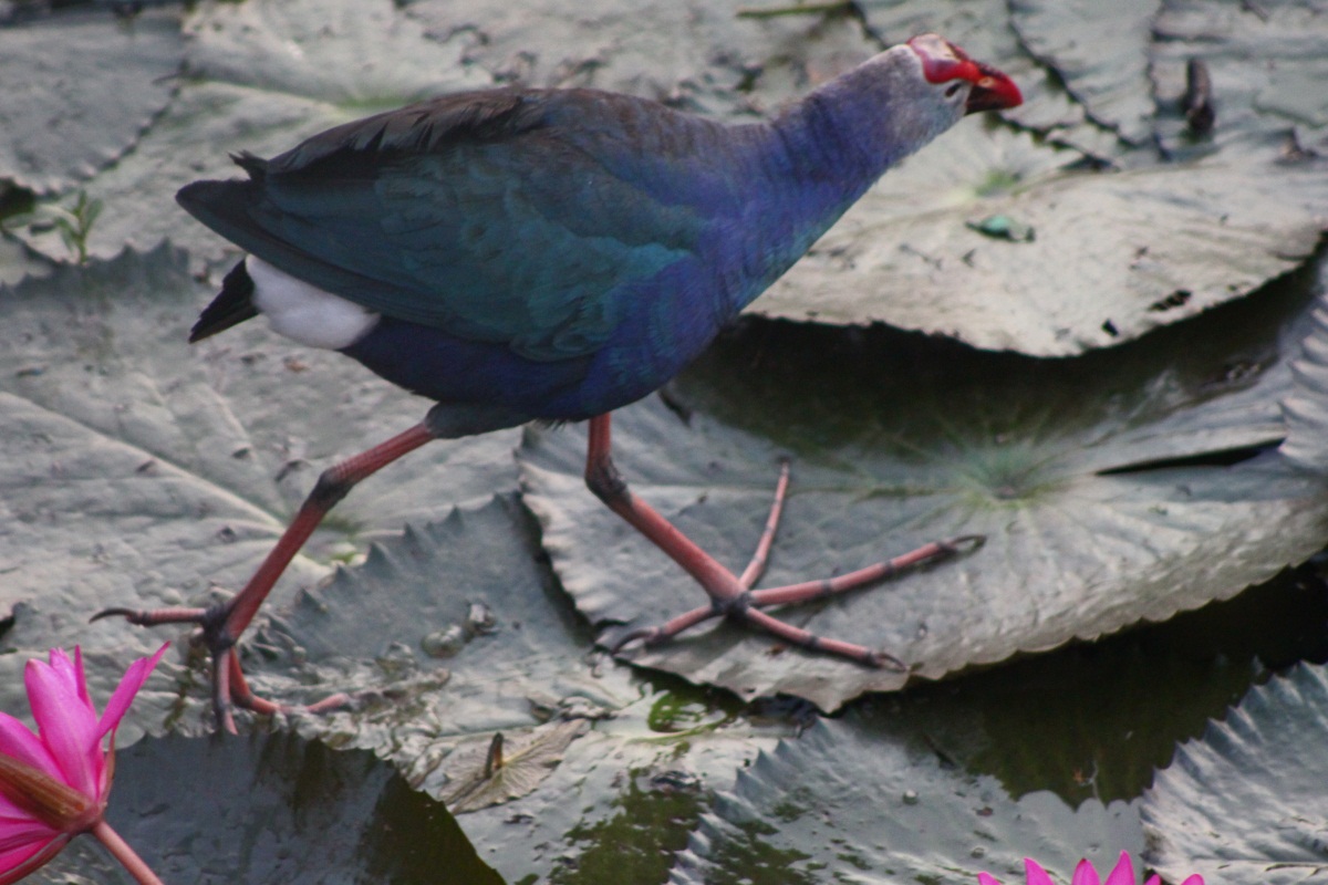 Journeys across Karnataka water birds at Lalbagh