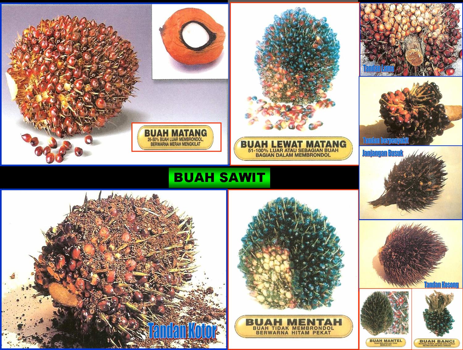 Kondisi Industri Agribinis Kelapa Sawit Kelapa Sawit