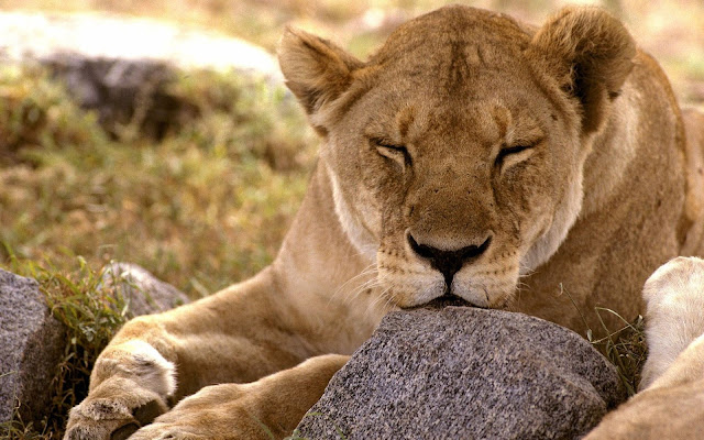 Lion Wallpapers - Digital HD Photos