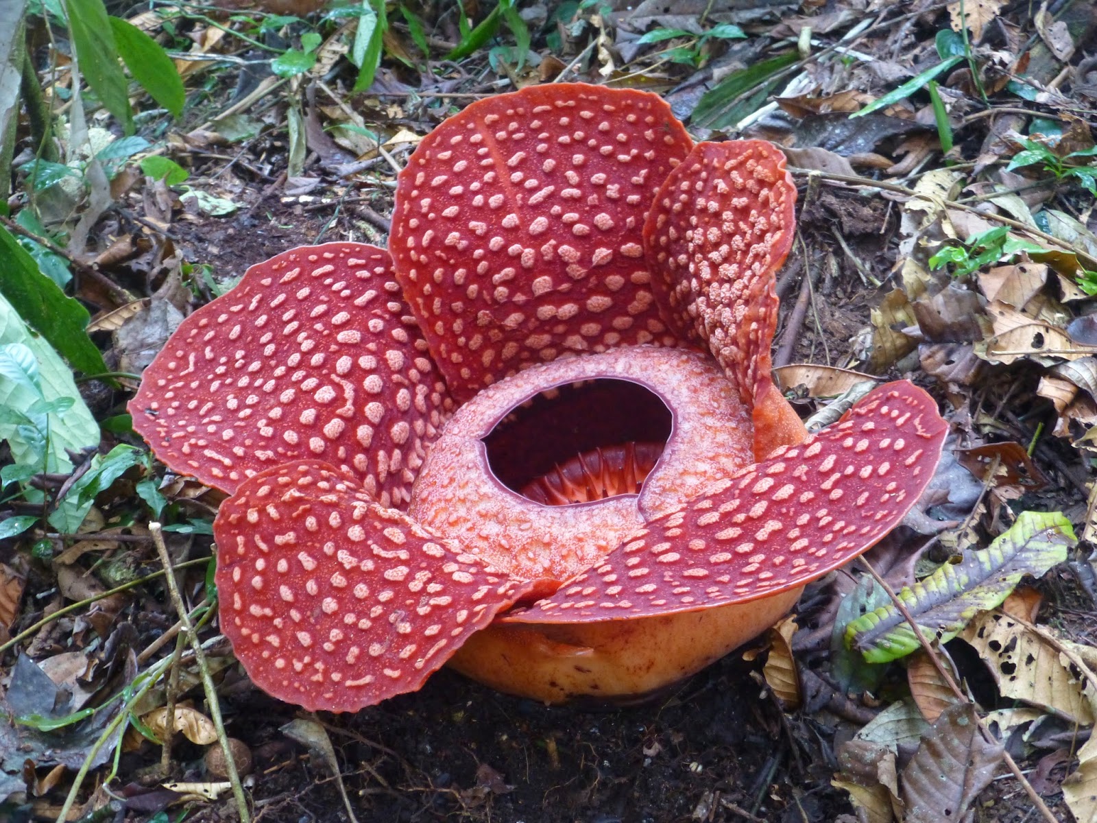 Rafflesia Biggest Flower in the World Indonesia Safe and Healthy