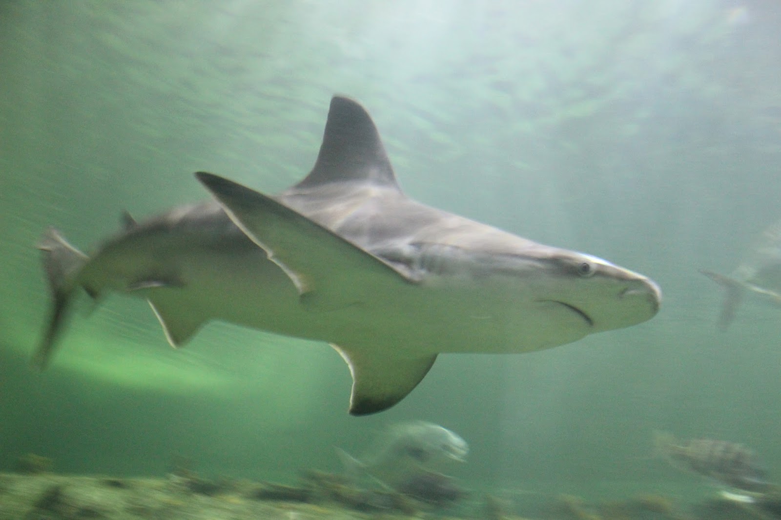 The Largest Aquarium in North Carolina Pine Knoll Shores MyCrystalCoast