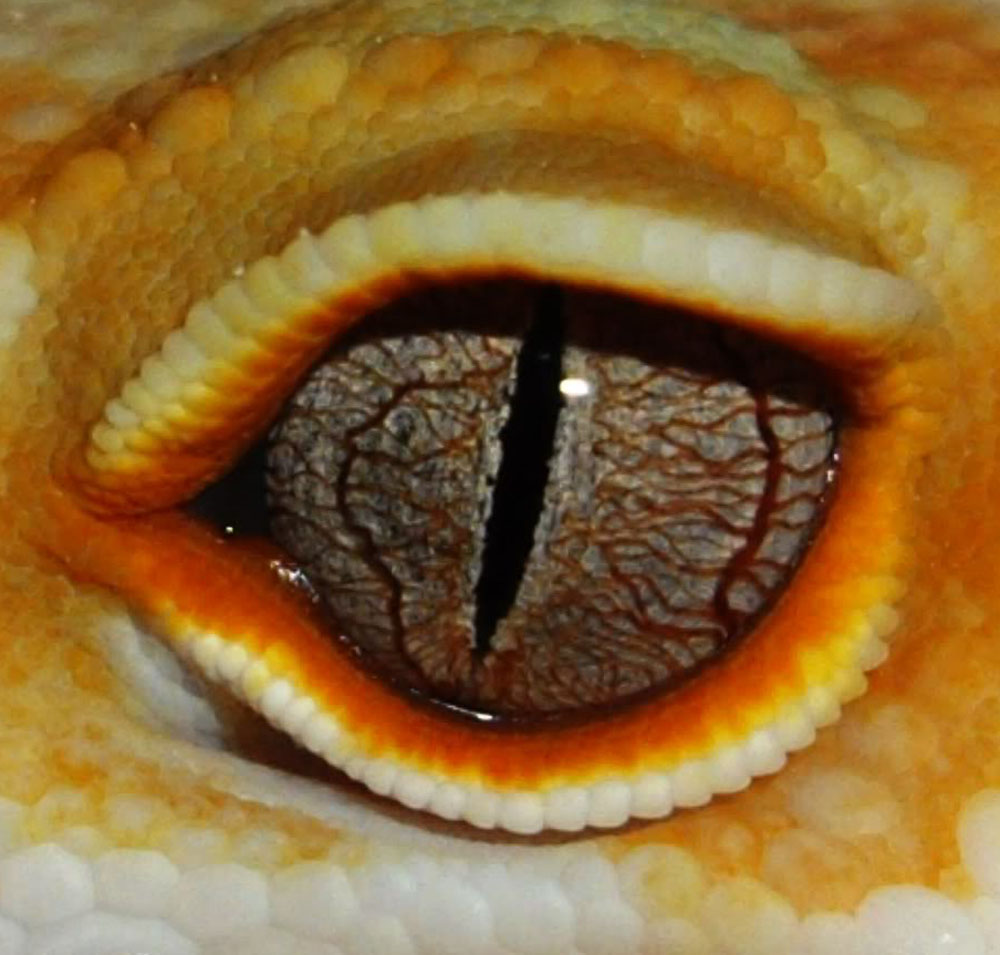 reptile eye texture