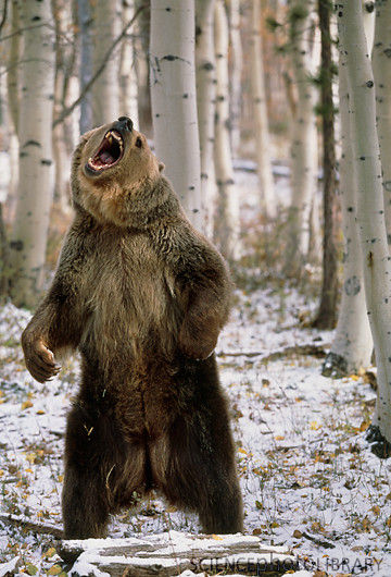 Angry Bear Standing | Funny Collection World