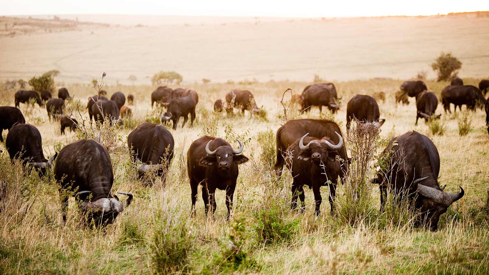 Kinh nghiệm du lịch Kenya 12 wanderlusttips kinh nghiem du lich Kenya 11