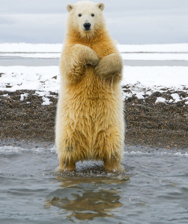 Dancing polar bear (5 pics) I Love Funny Animal Sweet Funny Animal