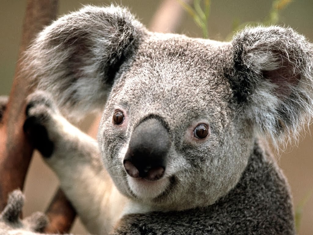 Hi Koala! :)