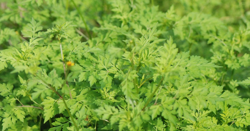 Gaia Garden Spanish Needles