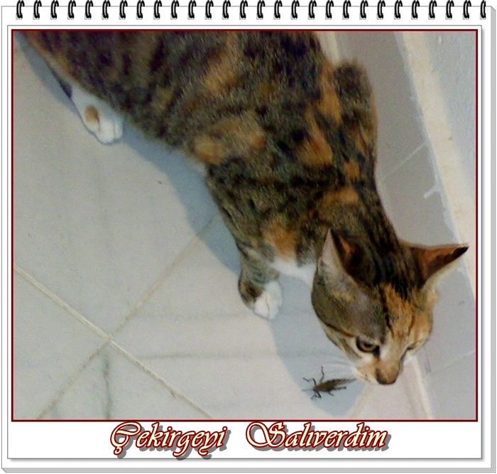 Ehil Kalem Komik Kedi