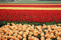 pola tulipanów pod krakowem