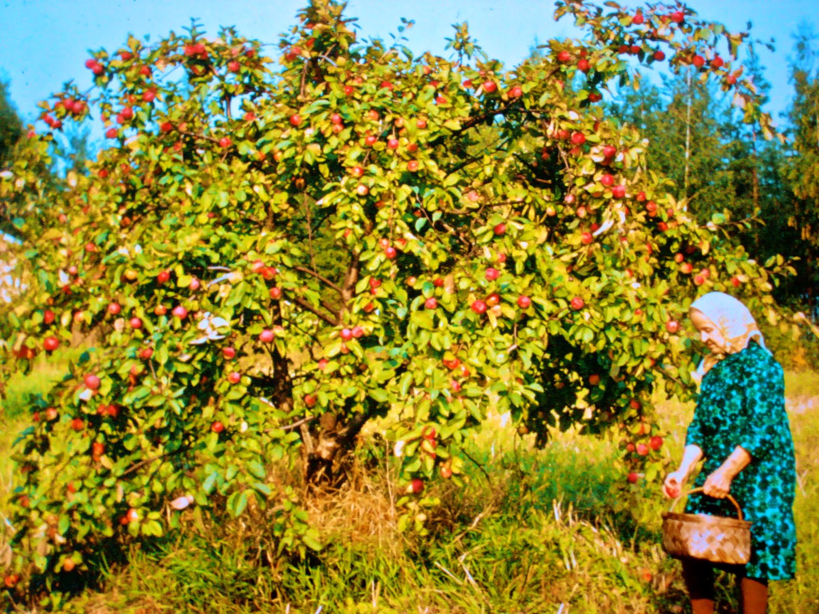 TASTE OF MY FINLAND APPLE SEASON