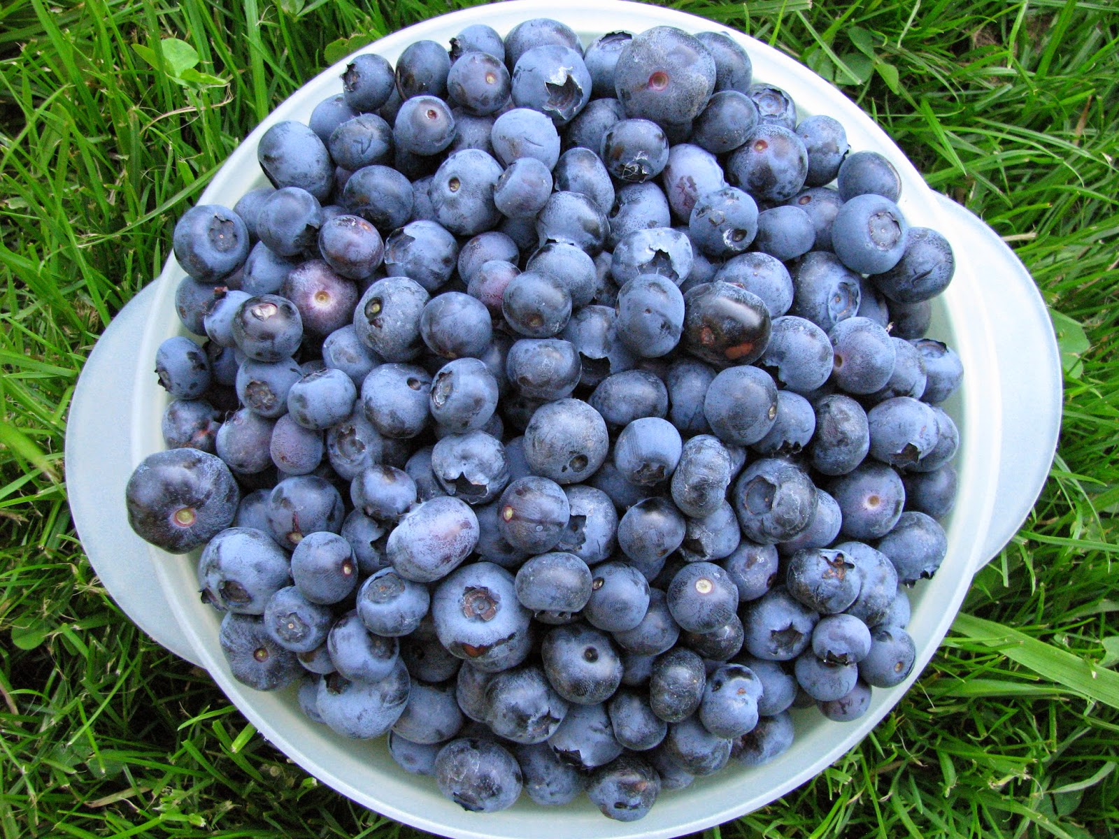Rural Legacy Blueberry Picking