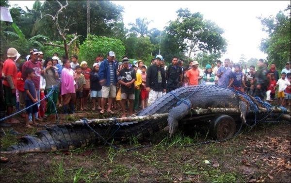 biggest-largest-crocodile-saltwater-crocodiles-in-Philippines-crocodile-photos3.jpg