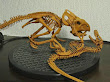 Protoceratops vs Velociraptor