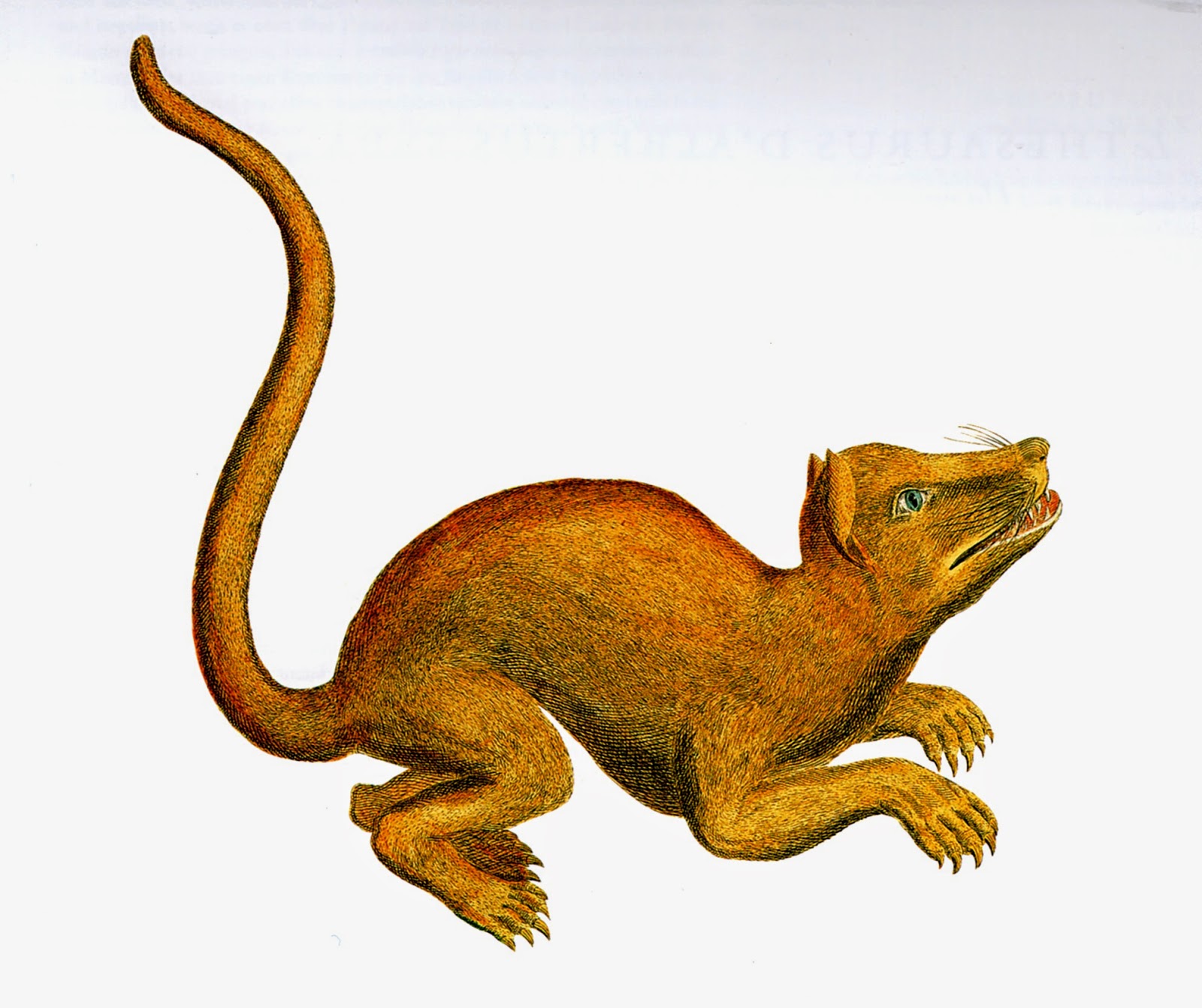 Dinosaur stuffed animal, Animals, Dinosaur