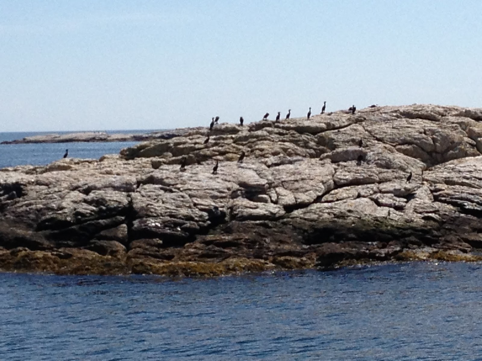 Go with the Gilmore's Cabbage Island Lobster and Clam Bake