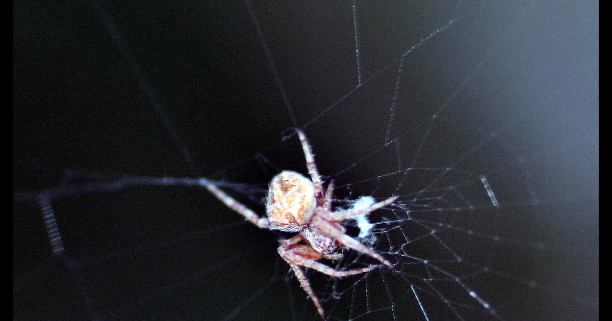 Jumping Spider