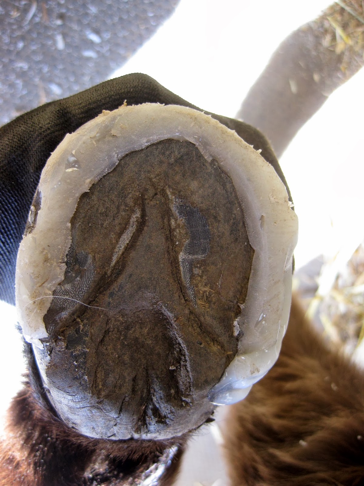 The Dancing Donkey Donkey Feet Ramsey