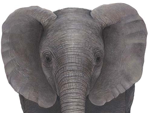 Encyclopedia Elephant Face