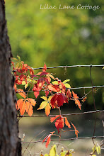 Fall On The Farm