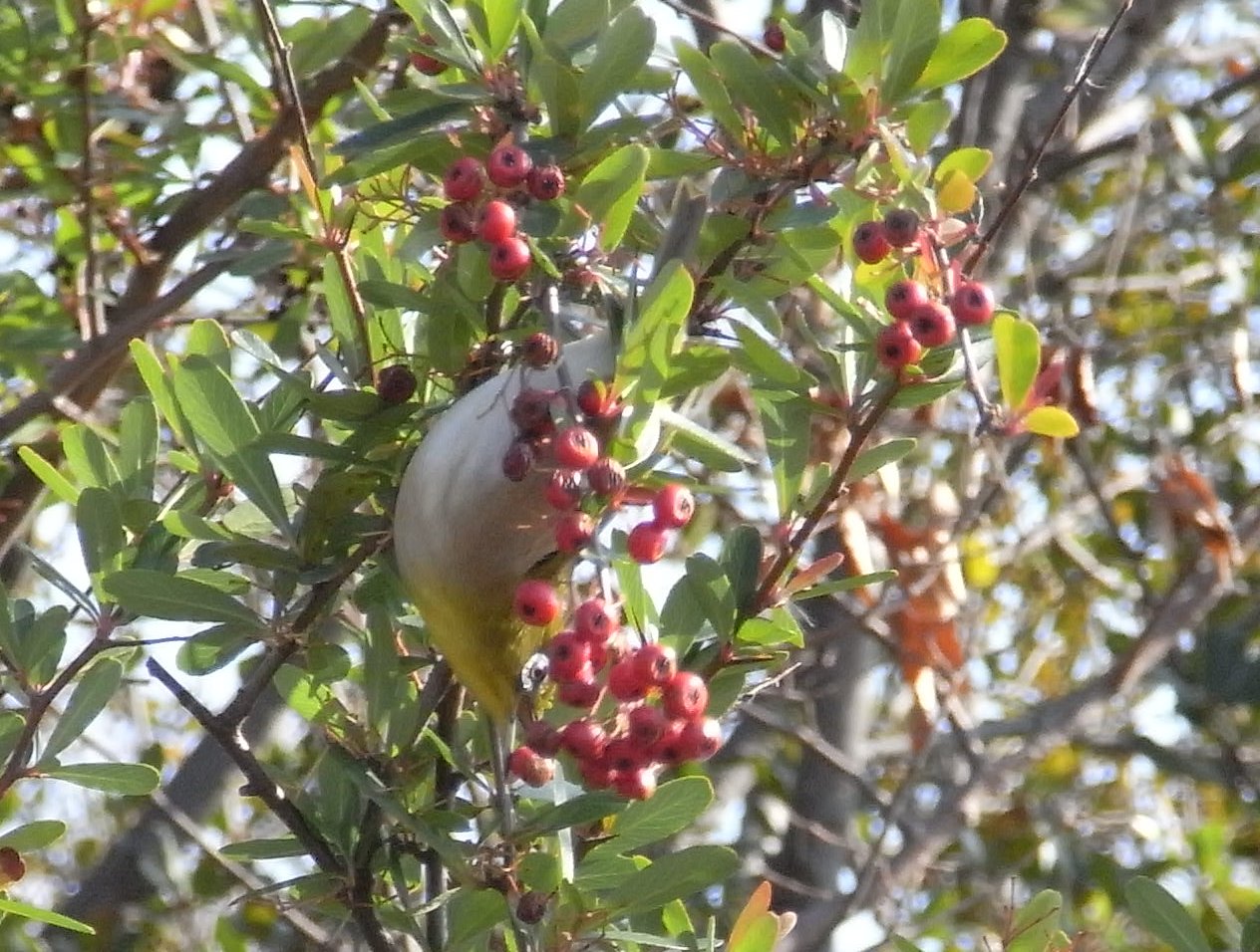 Birdpia メジロの採餌
