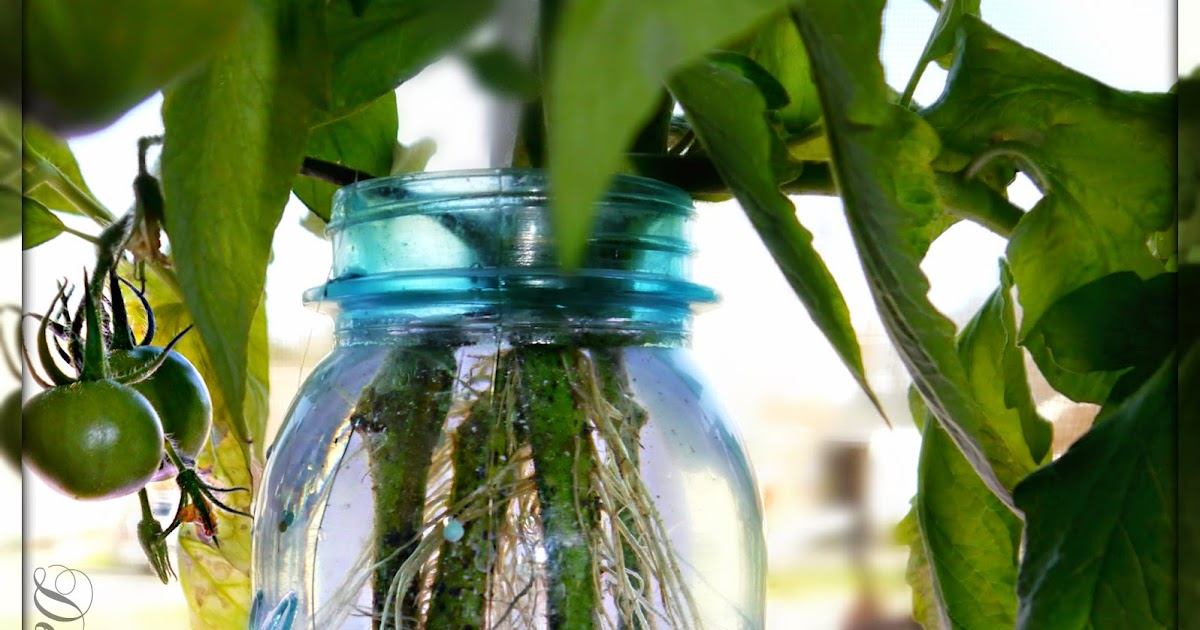 Suzy Homefaker Growing Tomato plants in water