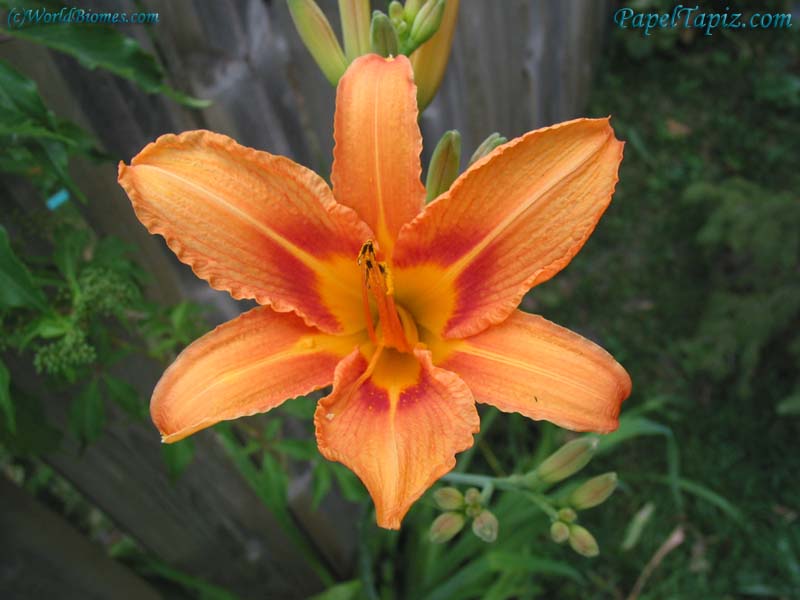 Blog da Ivone : FLORES