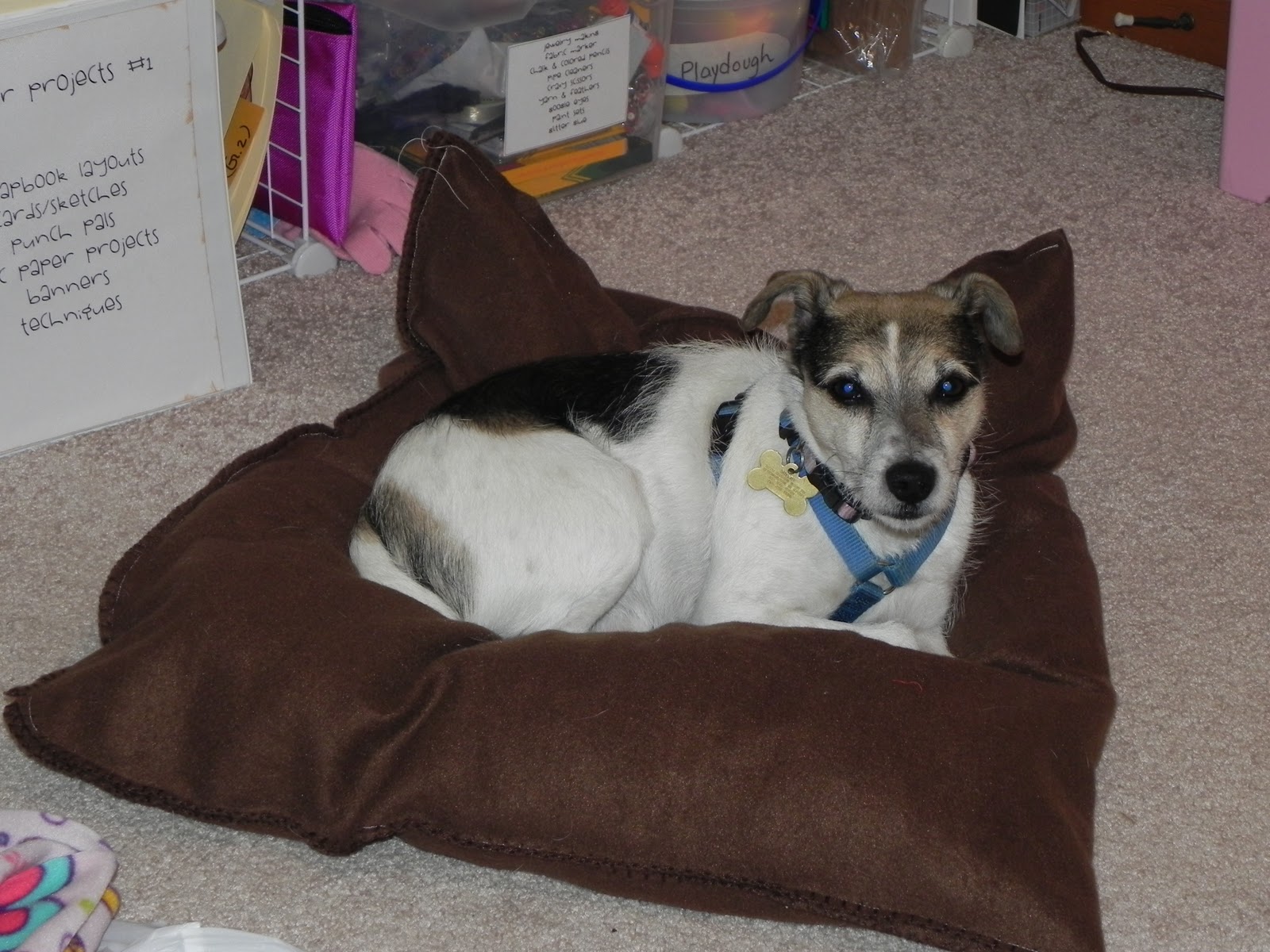 Shady Tree Diary {Impromptu Dog Beds!}