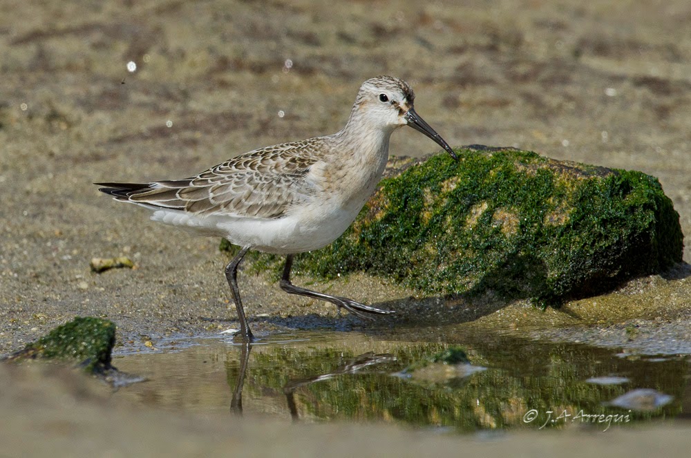 correlimos zarapitin, Calidris ferruginea, Curlew Sandpiper correlimos zarapitin, Calidris ferruginea, Curlew Sandpiper