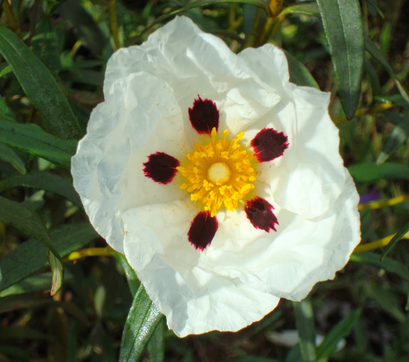 Flor de Jara Floristeria Flor de Jara