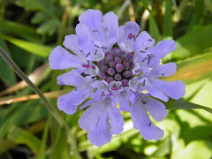 秋の那須高原で田舎暮らし物件に咲く花