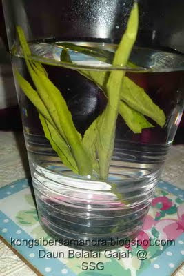 sabah snake grass, daun belalai gajah, pokok penawar kanser, sabah clinathus nuthan