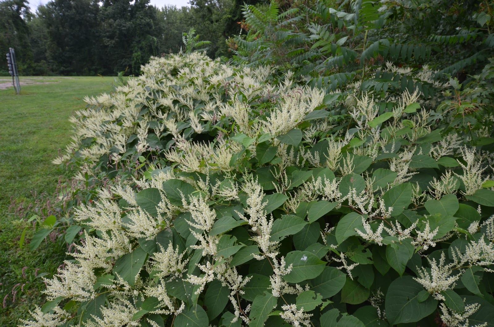Glastonbury Bittersweet Battlers Invasive Plants Journal September 2013