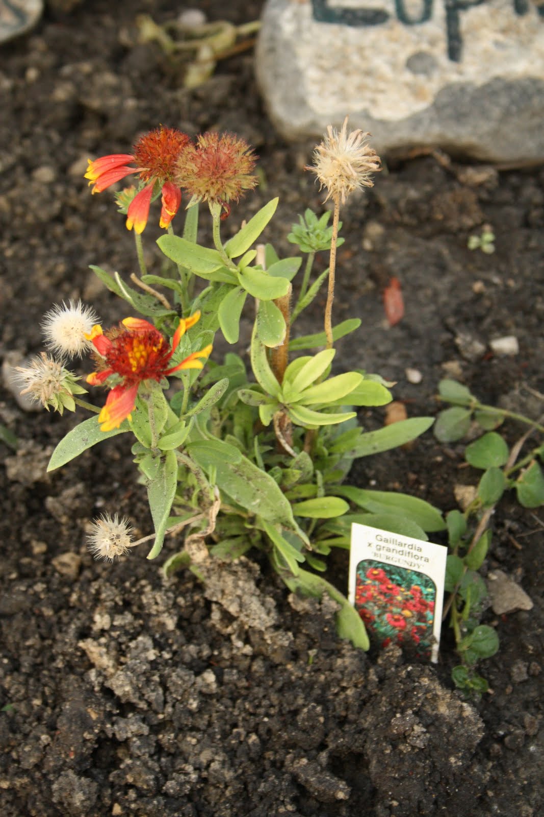 Best Flowers For Zone 3 at Nancy Taylor blog