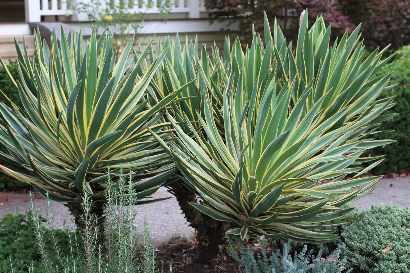 yucca gloriosa