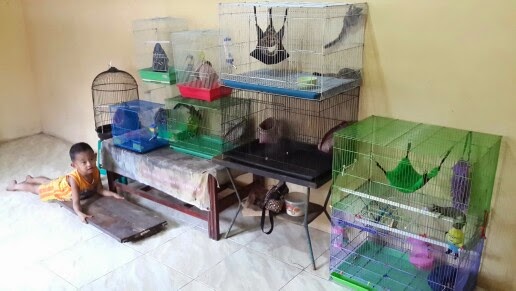 Tips Menternakkan Sugar Glider