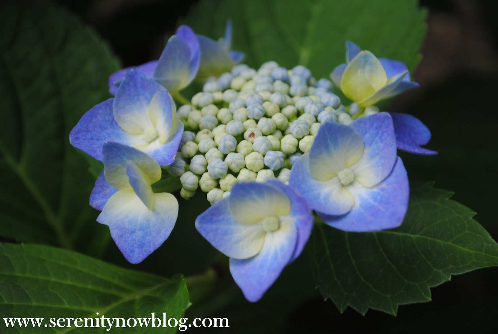 Amazon Com Nearly Natural Hydrangea With Vase Silk Flower