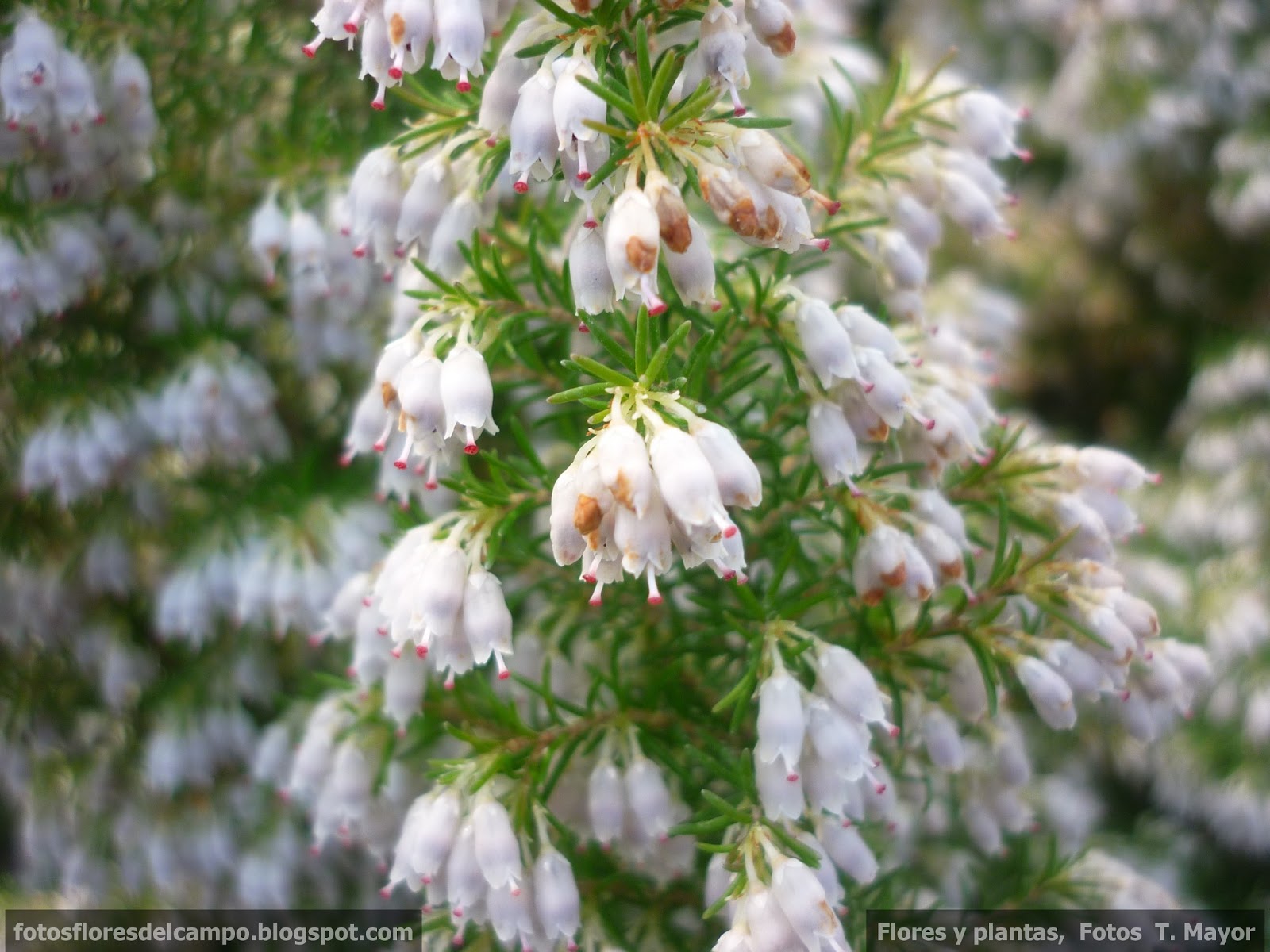 Flores y plantas silvestres: “ Erica x darleyensis mediterranean pink