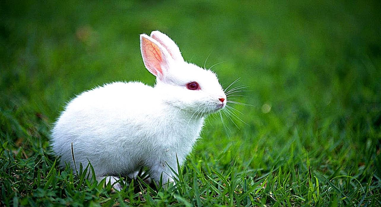 White Rabbit Cute Wallpaper