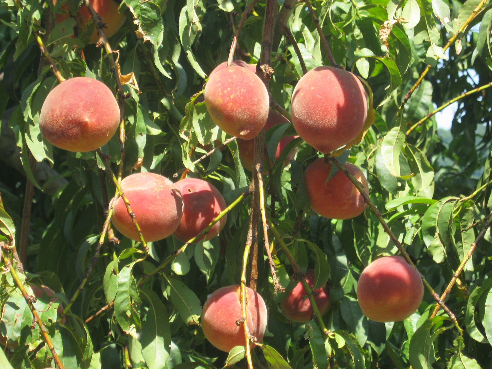 Observations in Agriculture Southern Illinois Peaches