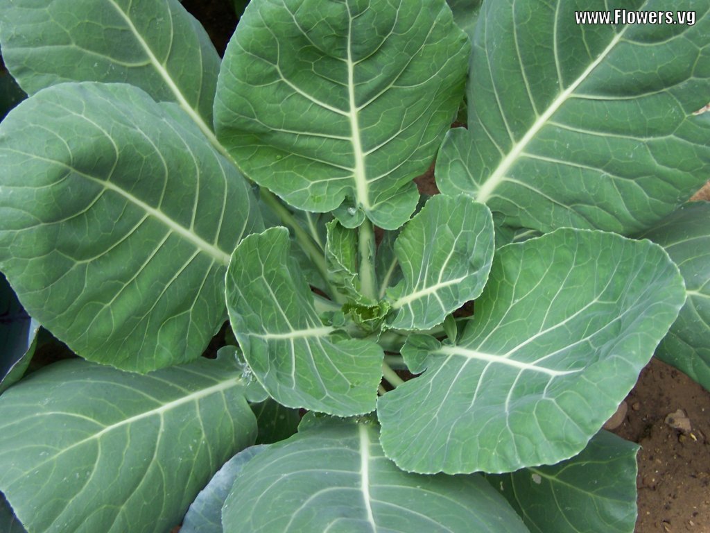 One Drop One Dream Collard greens nutrition facts