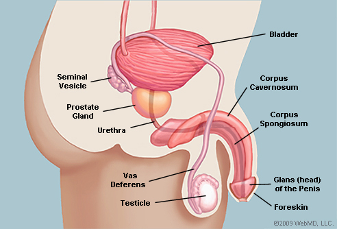 Hormon apakah yang menstimulasi testis untuk memproduksi sperma