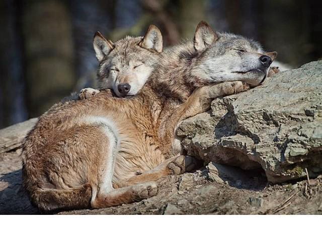 almohadas wikipedia husmeando por la red animales que usan a otros animales almohadas wikipedia husmeando por la red animales que usan a otros animales