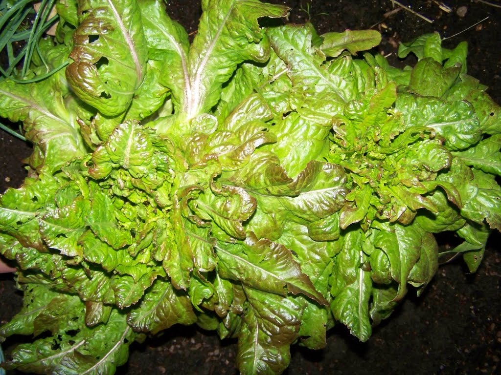 Annie�s Kitchen Garden July 15, 2011 Summer Lettuce Annie�s Kitchen Garden July 15, 2011 Summer Lettuce