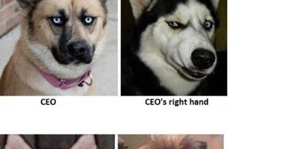 Funny dog pictures - If Dogs Worked in Offices