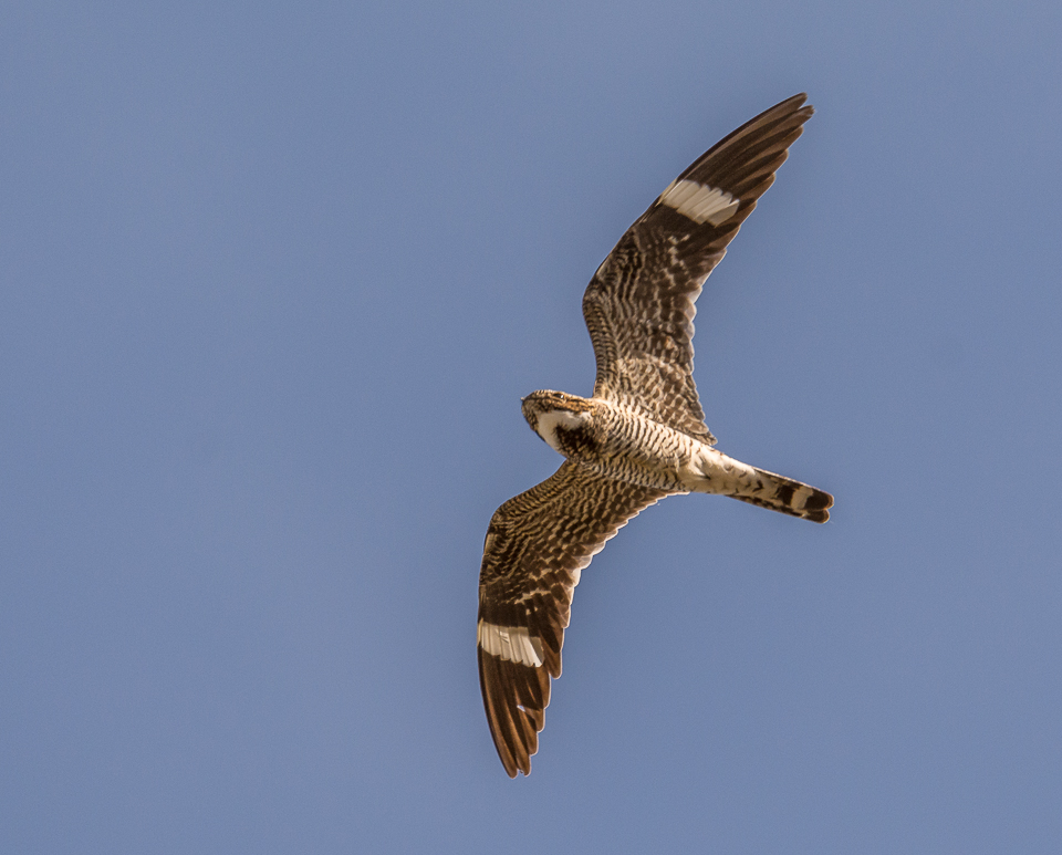 NeoVista Birding A New Generation of Common Nighthawks